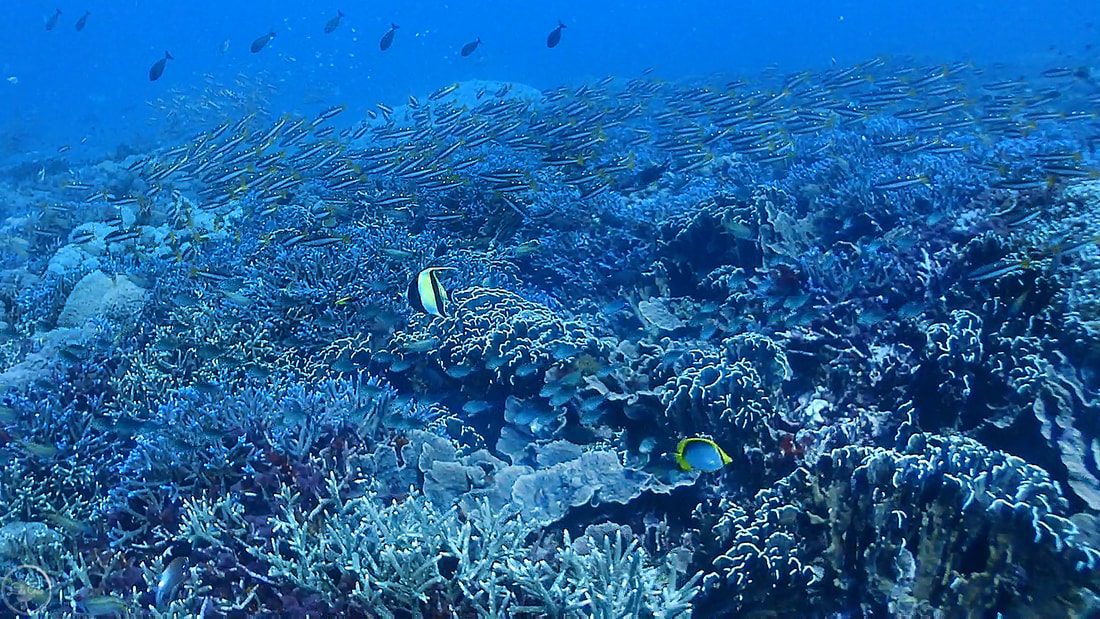 Gili Islands Scuba Diving 