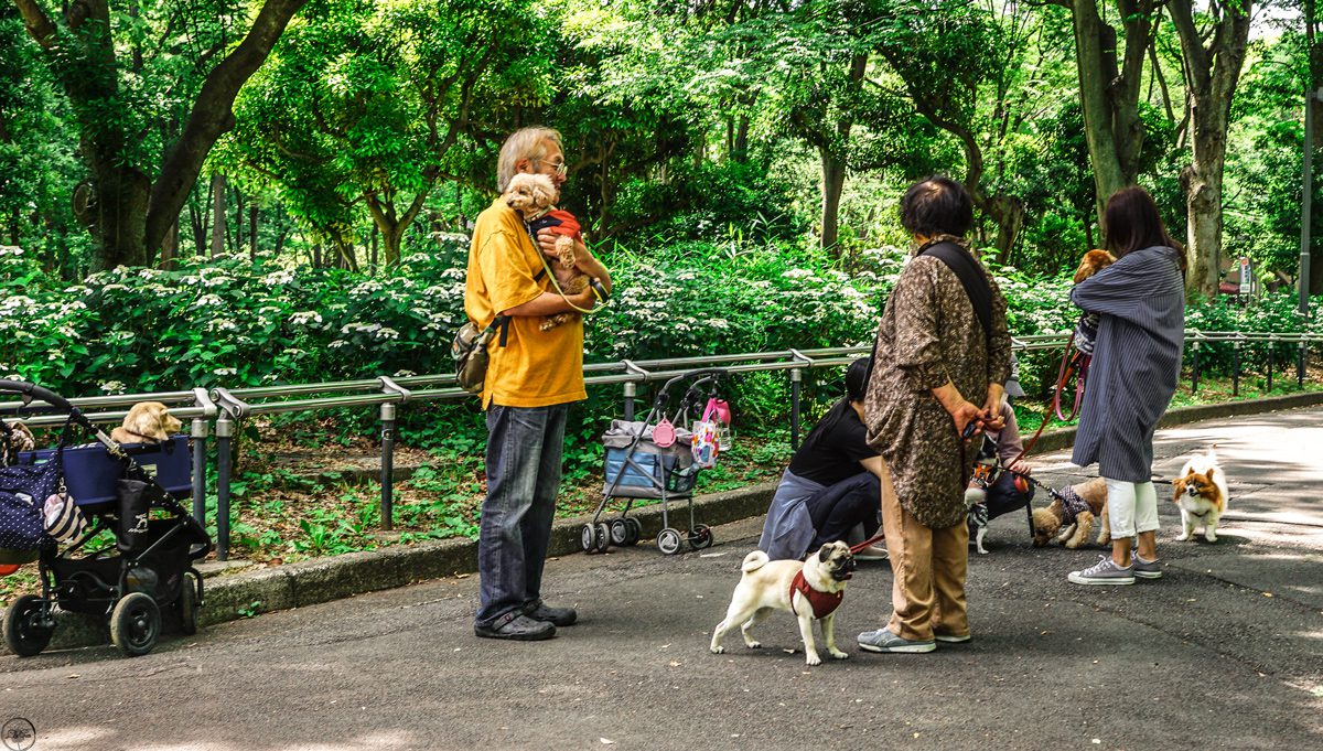 The dogs of Tokyo